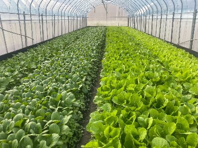 國立宜蘭大學南澳農場「青農創業專區」的蔬菜生長情形--將另開視窗看原圖