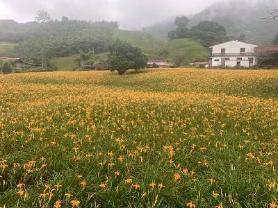 富里鄉六十石山金針花海成為觀光熱門景點--將另開視窗看原圖