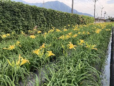 花蓮區農業改良場育出之花蓮7號「豐美」--將另開視窗看原圖