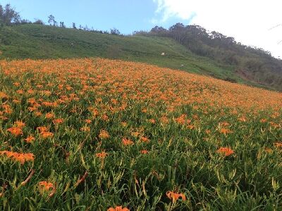 六十石山金針開花盛況 猶如金色地毯--將另開視窗看原圖