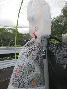 新城草莓農友依本場建議自製之誘蛾陷阱--將另開視窗看原圖