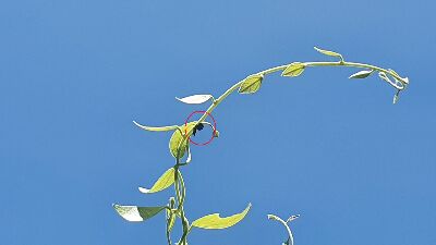 頭城防己葉上之落葉裳蛾幼蟲(紅圈處)--將另開視窗看原圖