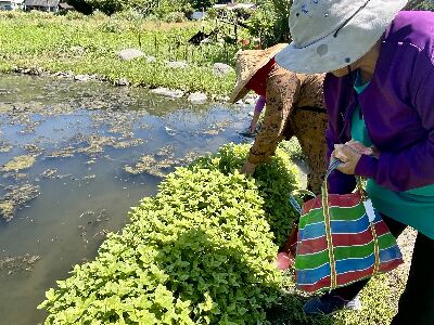 酒麴植物-大葉田香--將另開視窗看原圖