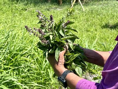 酒麴植物-紅梗九層塔--將另開視窗看原圖
