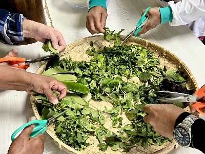 學員採集酒麴植物後至教室進行整理修剪--將另開視窗看原圖