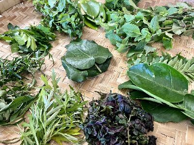 馬佛部落常用的12種酒麴植物--將另開視窗看原圖