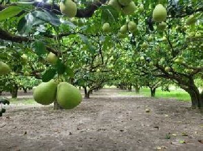 今年是文旦豐收的一年，在早收技術加持下，品質更上一層樓！--將另開視窗看原圖