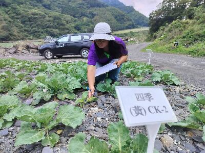 花蓮農改場與三星地區農會人員定期上山調查作物病蟲害和進行試驗--將另開視窗看原圖