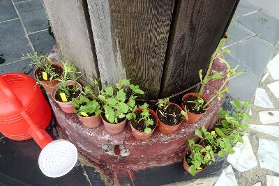 族人學習繁殖技術成果--將另開視窗看原圖