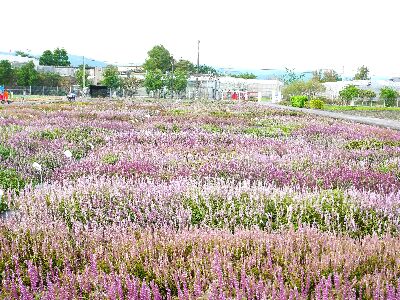 仙草新品種選育田區,仙草花色與花期變化豐富,仙草花海具景觀與生態效益P1760716--將另開視窗看原圖