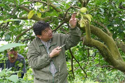劉啟祥副研究員講解果樹修剪技巧--將另開視窗看原圖