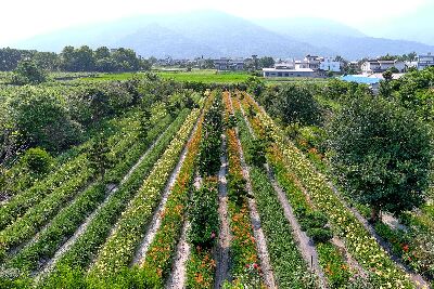萱草「花蓮1-7號」花海照--將另開視窗看原圖