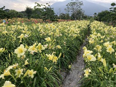萱草‘花蓮5號–黃天鵝’花海照--將另開視窗看原圖