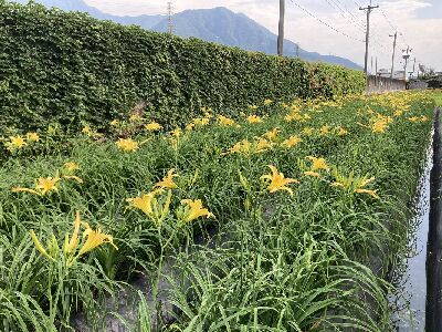 萱草‘花蓮7號–豐美’ 花海照--將另開視窗看原圖