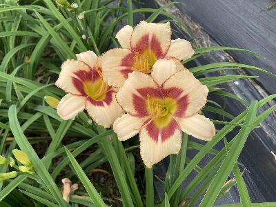 萱草‘花蓮1號–粉佳人’開花花蕾照--將另開視窗看原圖