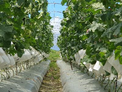 宜蘭春作露天試種粗網紋洋香瓜，已初步篩選出｀亞瑟國王20號'等具高潛力之品種--將另開視窗看原圖