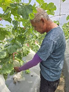 陳東源班長的露天生產粗網紋洋香瓜，詢問度頗高--將另開視窗看原圖