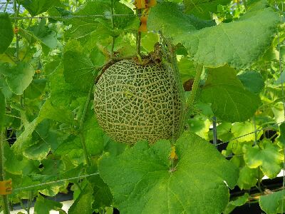 林明鴻班長溫室內試種成功的｀亞瑟國王20號'，外觀媲美之前種的日本進口品種--將另開視窗看原圖