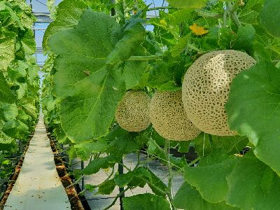 這兩年試種的｀天使心'品種，網紋極粗，外觀表現優異，林明鴻班長愛不釋手--將另開視窗看原圖