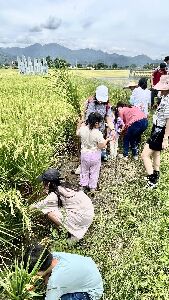 都市的遊客及學童親自下田，學習割稻及體驗農村環境--將另開視窗看原圖