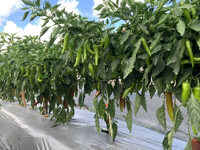 花蓮亞蔬1號－友辛＇辣椒新品種植株結實纍纍--將另開視窗看原圖