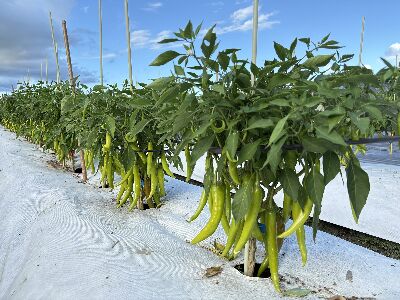 ‘花蓮亞蔬2號－友香＇辣椒新品種植株結實纍纍--將另開視窗看原圖