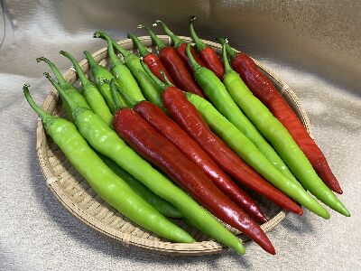 花蓮亞蔬2號－友香＇辣椒果實--將另開視窗看原圖