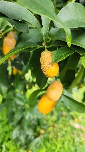 受柑橘銹蜱危害之金柑果實--將另開視窗看原圖