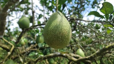 受柑橘銹蜱危害之文旦柚果實--將另開視窗看原圖