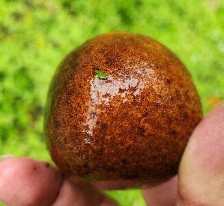 果實表皮黑褐化之火燒柑--將另開視窗看原圖