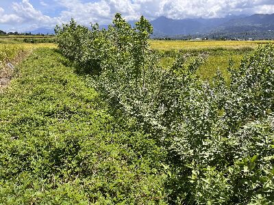 本場將原生開花植物推廣於玉里織羅部落稻田應用--將另開視窗看原圖