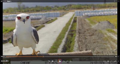 可捕捉農田老鼠的猛禽-黑翅鳶--將另開視窗看原圖