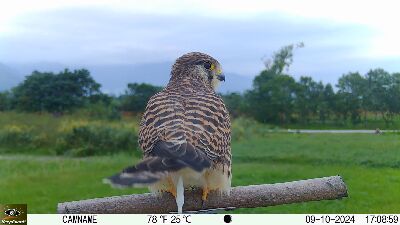 紅隼亦可捕捉老鼠--將另開視窗看原圖