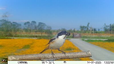 正在大啖昆蟲的棕背伯勞--將另開視窗看原圖