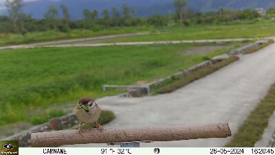 嘴裡塞滿毛蟲的麻雀--將另開視窗看原圖