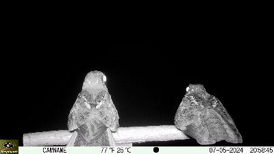 夜晚出沒的夜鷹--將另開視窗看原圖