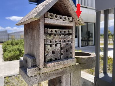 剛飛回獨居蜂旅館的捕食性獨居蜂-蜾臝--將另開視窗看原圖