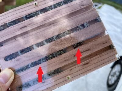 蜾臝(右箭頭)以及其捕捉回來作為寶寶食物的鱗翅目幼蟲(左箭頭)--將另開視窗看原圖