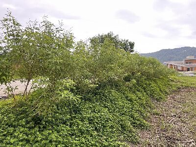 原生開花植物構築成農田邊有益生物棲息的綠帶--將另開視窗看原圖