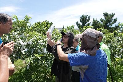 現場示範新型套袋使用注意事項--將另開視窗看原圖