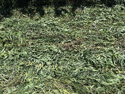 壓倒後的太陽麻形成草毯，覆蓋土壤，有助抑制雜草並提升土壤有機質--將另開視窗看原圖