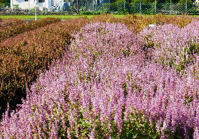 ‘仙恬’顧名思義香恬入心，花色粉紅、香氣濃郁，是風味與保健兼具的療癒系仙草--將另開視窗看原圖