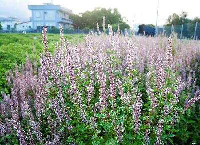 ‘仙靚’是早花高產量的代表，粉白清新、膠質豐富，適合經濟採收栽培，提升經濟效益--將另開視窗看原圖