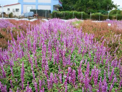 ‘仙紫’宛如花仙子，花期晚且花色濃豔，富含保健成分，適合開發機能性產品與休閒景觀應用--將另開視窗看原圖