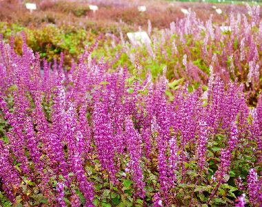 ‘仙美’花開艷麗、花謝猶美，可延長觀賞期間，極具觀賞潛力，適合休閒農業景觀營造--將另開視窗看原圖