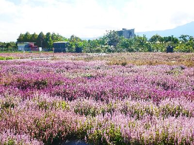 花蓮農改場展示四款仙草新品種交錯栽植成果，打造出宛如台版薰衣草田的粉紫色花海，兼具觀賞與生態功能--將另開視窗看原圖