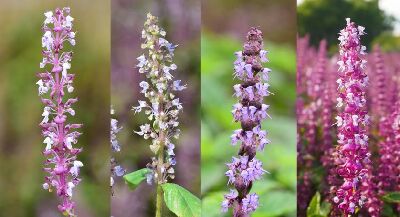 仙草新品種齊發登場，左起為花蓮1號「仙恬」、2號「仙靚」、3號「仙紫」、4號「仙美」，花色繽紛、花期交錯，各具特色--將另開視窗看原圖