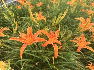 今年雨量充足，花蓮金針山花況佳--將另開視窗看原圖