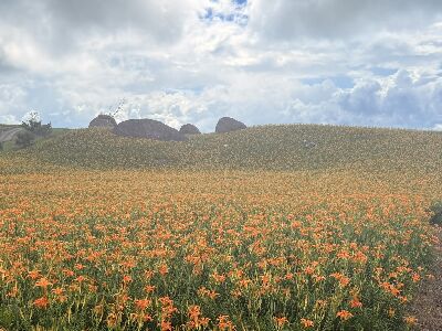 赤柯山金針花花海+霧景-美景圖--將另開視窗看原圖