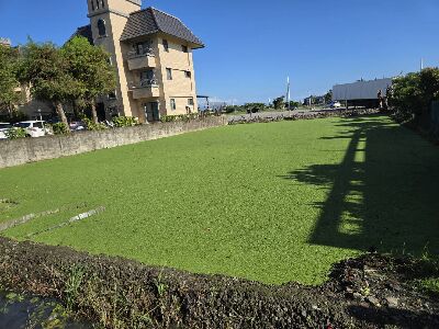 田區滿江紅生長良好--將另開視窗看原圖